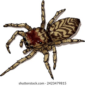 Vector illustration of brazilian classified species of jumping spider Guriurius Minuano. this is a representation of the female of the species. 