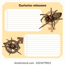 Vector illustration of brazilian classified species of jumping spider Guriurius Minuano. this is a representation of the male and female as a simple infographic of cute page design . 