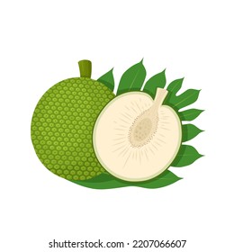 Vector illustration of breadfruit, whole and half, with green leaves, isolated on white background.