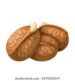 Vektorillustration von Brotnusskernen, wissenschaftlicher Name Artocarpus camansi, isoliert auf weißem Hintergrund.