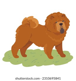 Vector illustration of a breed of chow-chow dogs with red hair in a minimalist style. Cute pet on a walk and looking at the camera.