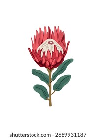 vector illustration bright beautiful protea flower