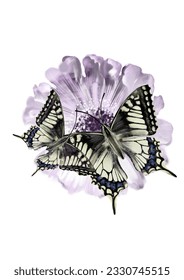 Vector illustration with the bright butterflies and flower on isolated background. For greeting cards, postcards, certificate design, posters, sticker and more.