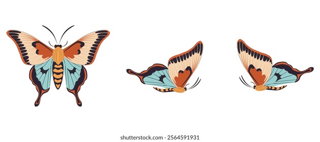 Vector illustration of bright butterfly or moth in three poses, depicted on white background. Perfect for design projects