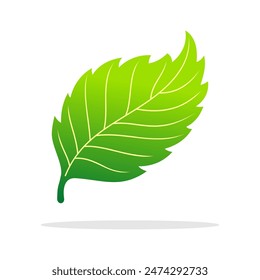 Vector illustration of bright green color leaves from nature.