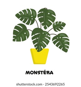 Vector illustration of bright object, home flower manstera in yellow pot, for printing. Template of tropical green tree with big leaves isolated on background. Plant design for sticker, pattern.