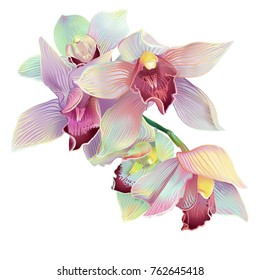 Vector illustration of a bright orchid stalk