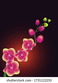 Vector illustration of bright pink with yellow orchid on gradient dark orange to dark brown background