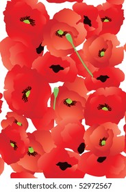 Vector illustration of bright poppy background