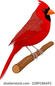 Vector illustration of a bright red northern cardinal bird perched on a wooden branch.