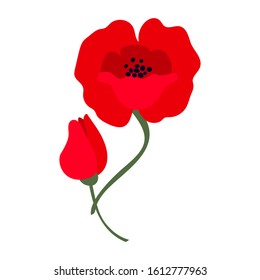 Vector illustration of a bright red poppy flower isolated on white background. Symbol of International Day of Remembrance.  Anzac day symbol.   Vector illustration.