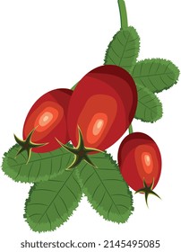 vector illustration of a bright rosehip with leaves