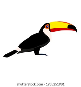 vector illustration of a bright toucan