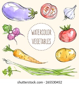 Vector illustration - bright watercolor vegetables set - eggplant, potato, carrot, parsley, garlic, radish, green onion