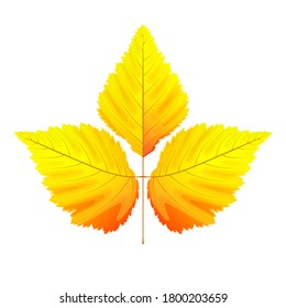 Ilustración vectorial de hojas de fresa amarillas y rojas brillantes aisladas sobre fondo blanco. Elemento para el diseño otoñal.