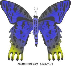 Vector illustration of brightly colored tropical butterfly isolated on white background