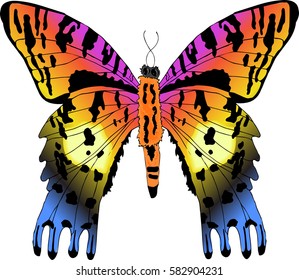 Vector illustration of brightly colored tropical butterfly isolated on white background