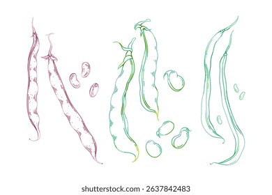 Vector illustration of broad beans, green beans and cranberry beans in botanical style