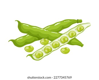 Vector illustration, broad beans or Vicia faba, isolated on white background.