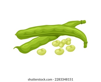 Vector illustration, broad beans or Vicia faba, isolated on white background.