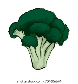 Vector illustration broccoli. Fresh cartoon vegetable isolated on white background used for magazine, book, poster, card, menu cover, web pages.