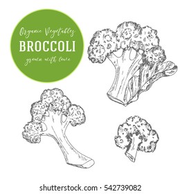 Vector illustration of broccoli. Hand drawn with ink vintage illustration