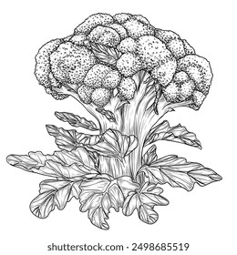 Vector illustration of broccoli with leaves in engraving style