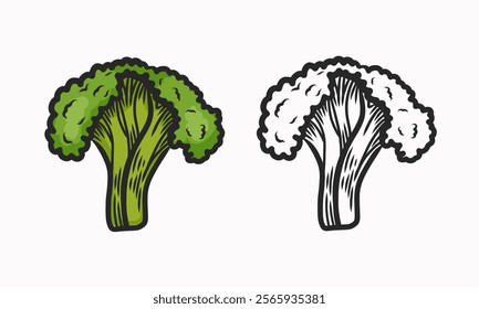 Vector illustration of broccoli.   Line drawing and coloring. Vegetable. Flat illustration