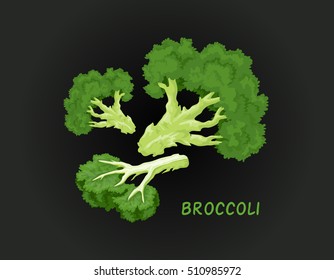 Vector illustration of broccoli. Made in a realistic style
