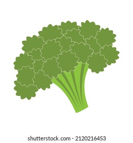 vector illustration of broccoli, natural food ingredient