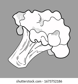 Ilustración vectorial del brócoli sobre fondo gris. Producto vegetariano orgánico. La imagen se utiliza para restaurantes o menús de embalaje, etiquetas, carteles, impresiones. Gráficos. Imagen vectorial de frutas.