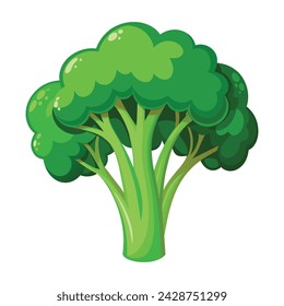 Vector of illustration broccoli on white