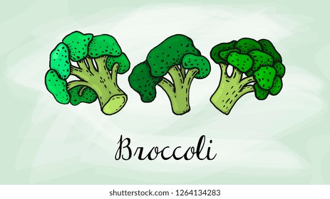 Vector Illustration of Broccoli Sketch Style