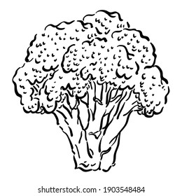 Vector illustration with broccoli, vegan illustration
