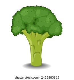 Vector illustration  broccoli vegetable with shadow on white background.