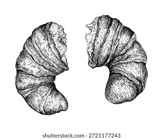 Ilustración vectorial de roto en medio Croissant. Boceto dibujado a mano de la viennoiserie francesa hecha de una masa de levadura laminada. Dulces pasteles de desayuno horneados. Elemento de diseño de menú de comida