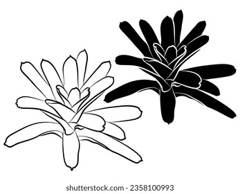 Vector illustration of bromeliads in black and white, positive and negative versions