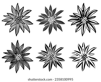 Vector illustration of bromeliads in black and white, positive and negative versions