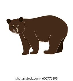 Vector illustration of brown bear