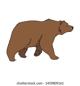 vector illustration brown bear predator wild animal on white