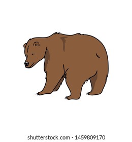 vector illustration brown bear predator wild animal on white