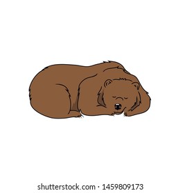 vector illustration brown bear predator wild animal on white