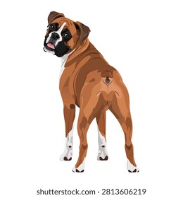 Vector Illustration of a Brown Boxer Dog Looking Back Over Its Shoulder Isolated on White Background