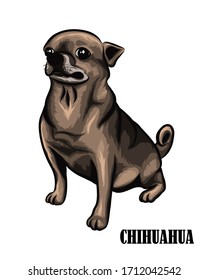 Vector illustration of brown Chihuahua dog. It is sitting.