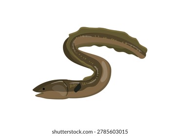 Vector illustration of a brown eel with a long body.