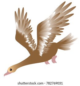 vector illustration of brown flying duck on a white background