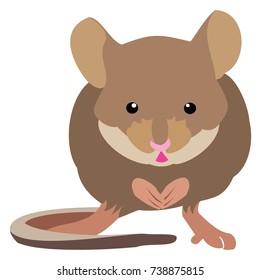 Vector Illustration of a brown mouse facing forward