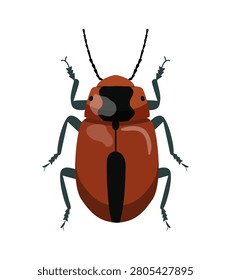 Vector illustration of a brown and red chrysomelidae leaf beetle insect isolated on white background.