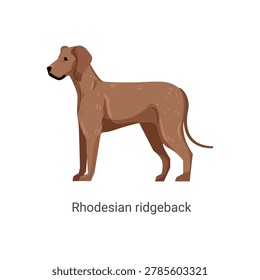 Vector illustration of a brown Rhodesian Ridgeback dog standing on a white background.