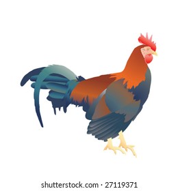 Ilustración vectorial de gallo marrón aislado en blanco